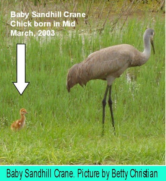 ../Images/Baby Sandhill_1.jpg